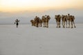 Camel caravans transporting salt blocks from Lake Assale.